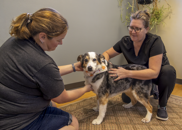 Photos from Creekside Veterinary Clinic.